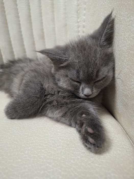 Мушук сотилади тарбияланган, Scottish fold  7 ойлик эркак.