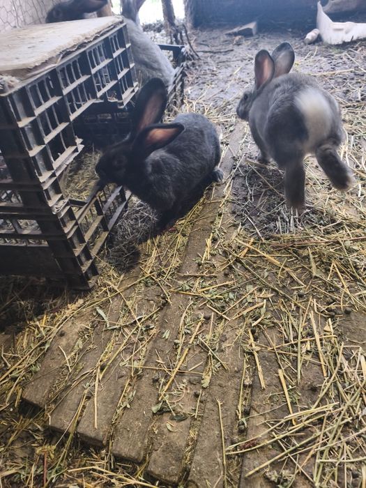 Iepuri Uriaș german