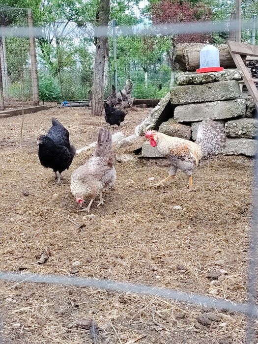 Cream legbar familie