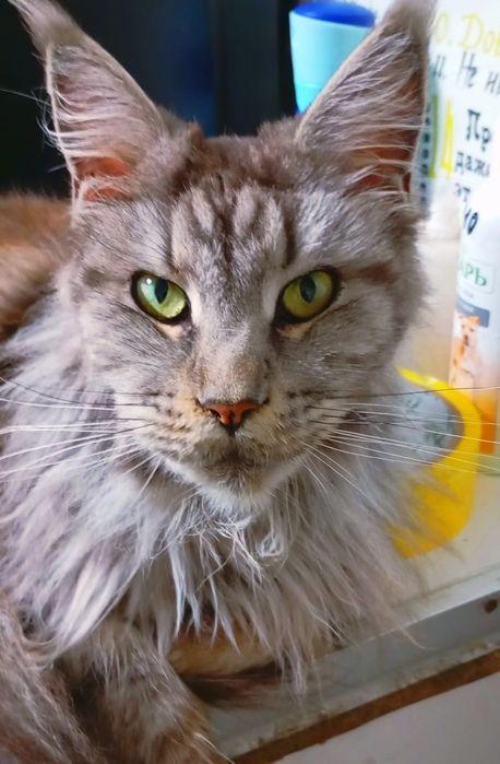 Котята Мейн-Куна