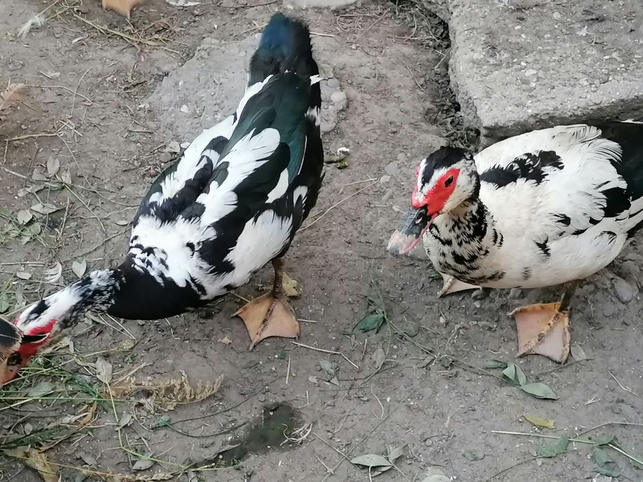 Vand rațe mute (lesesti)