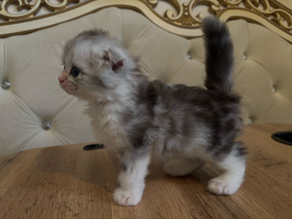 Вислоухий котенок