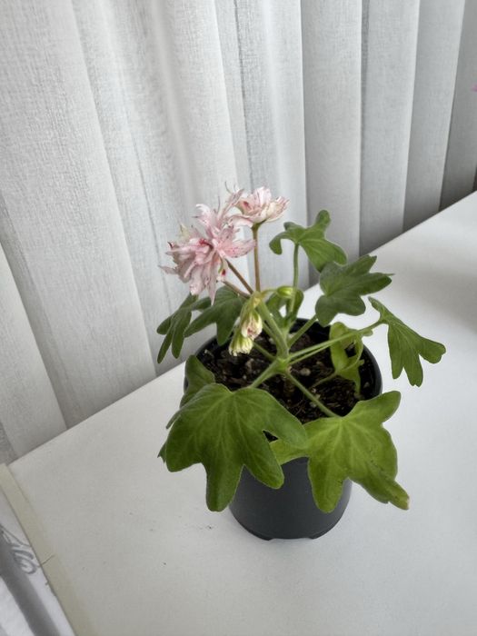 Пеларгония стеллар