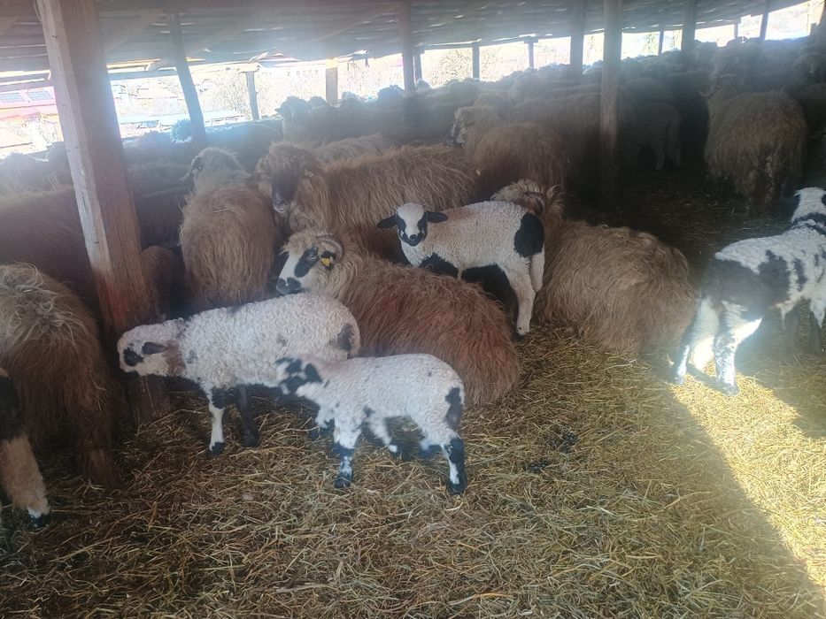 Oi cu miei  de vânzare