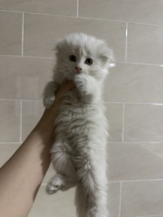 Девочка британка длиношерсная