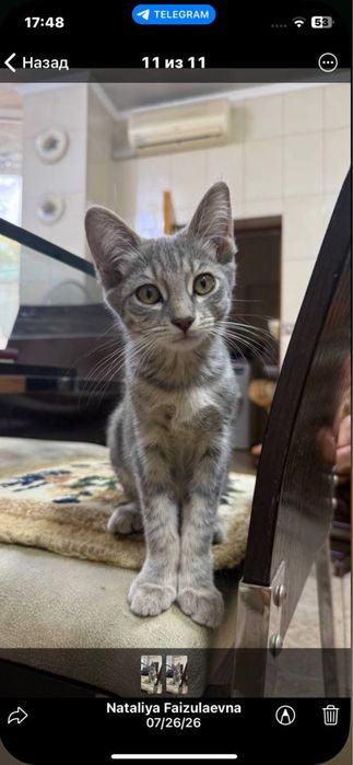 Отдадим котят в хорошие руки