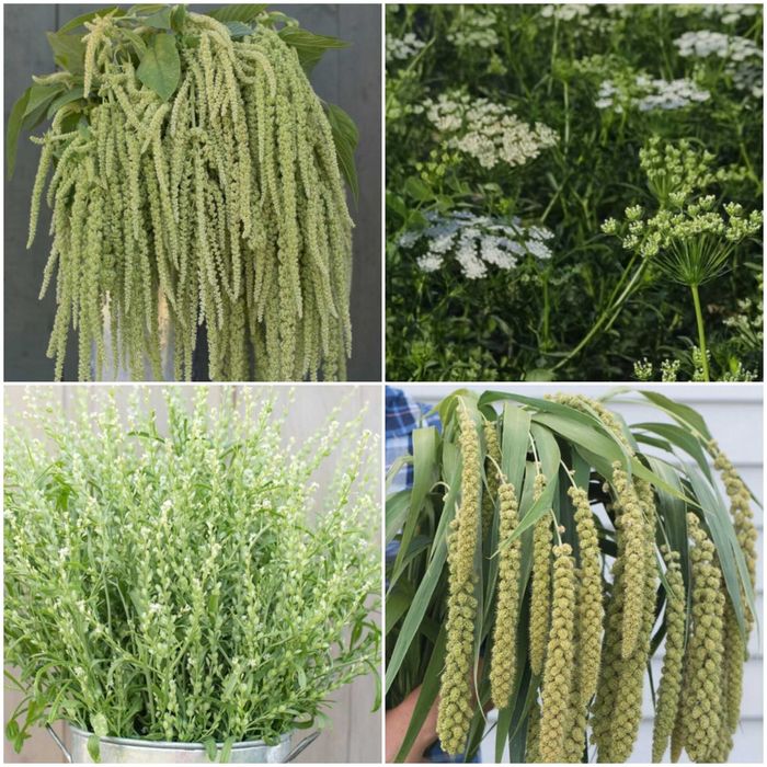 Семена сезонных цветов