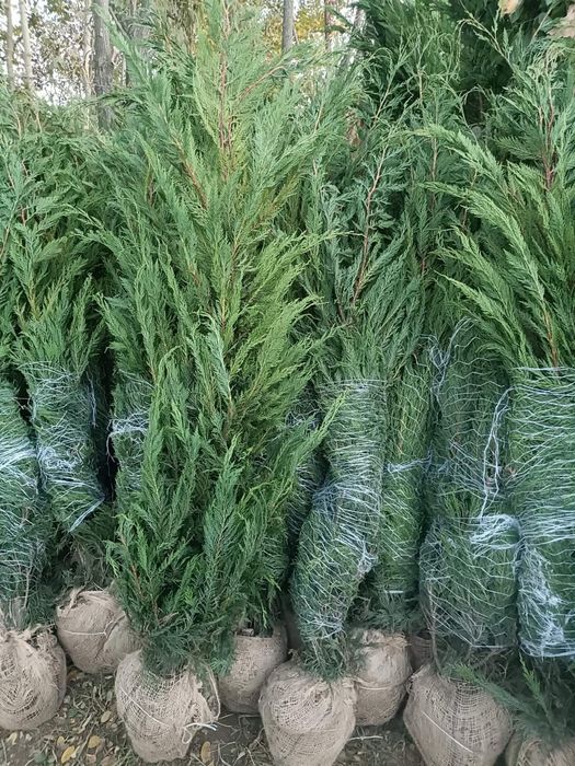 Leylandii (Thuja) – soluția perfectă pentru intimitate și verdeață