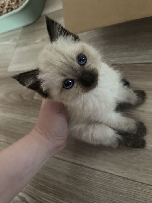 Отдам котенка в добрые руки