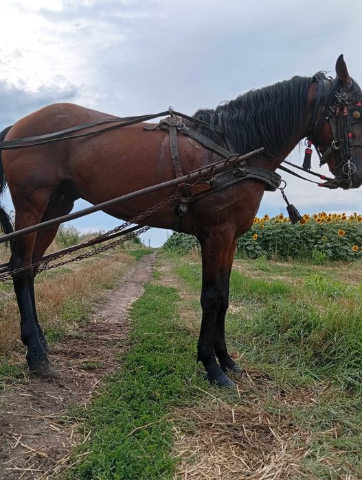 Cal de vânzare în vârstă de 7 ani