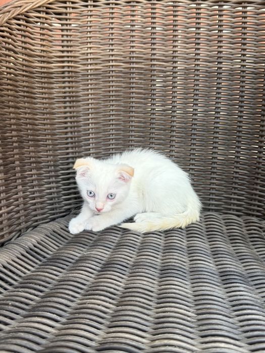 Scottish-Fold white