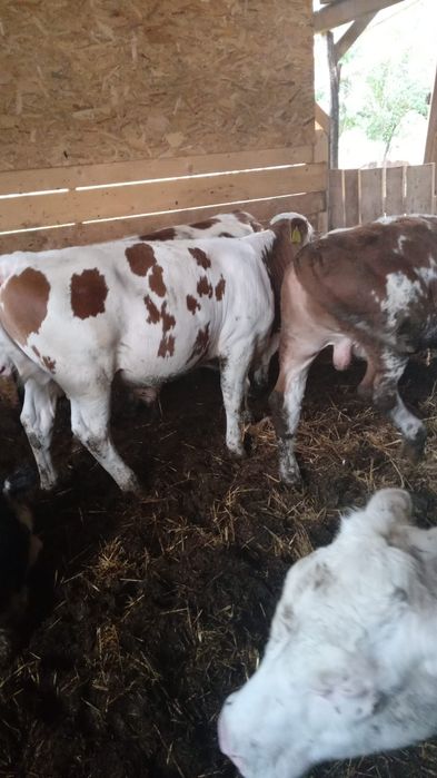 Vând viței 29 lei pe kg