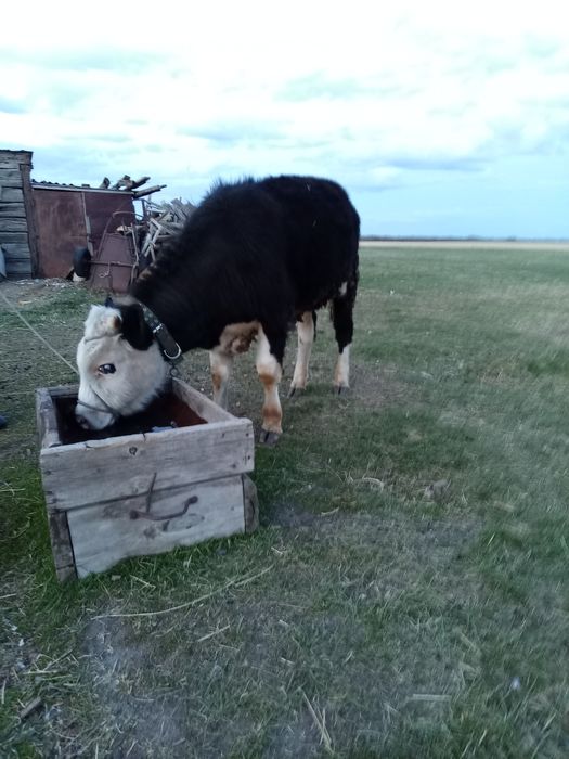 Продам годовалого бычка