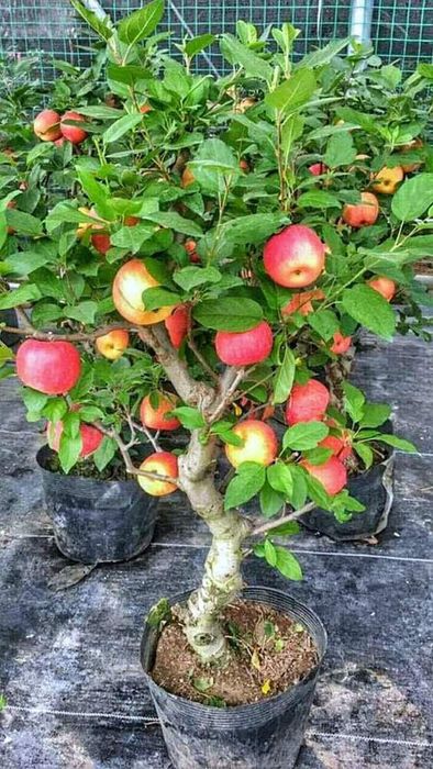 Pomi columnari fructiferi