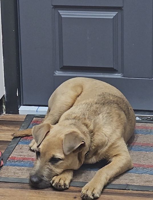 Отдам собачку, 4 месяца, девочка.