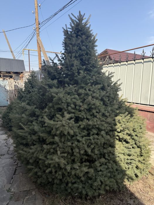 Продам ел. Елки саженцы