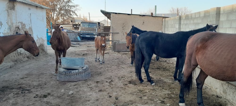 Ұйірімен жылқы сатылады