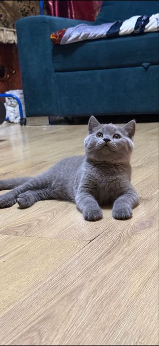 Продаются котята британацы фолд и страйт