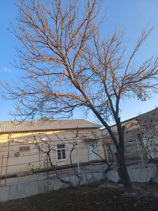 Залдори дарахтлари ва утин сотилади