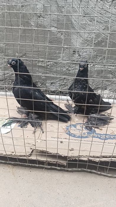 Голуби пискуны жуки
