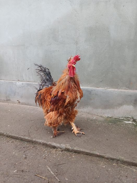 Vand cocos  de casa motat