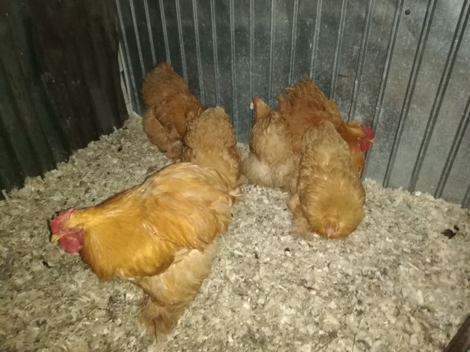 Cochinchina uriaș galben