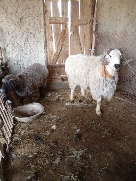 Кучкор сотилади зотга