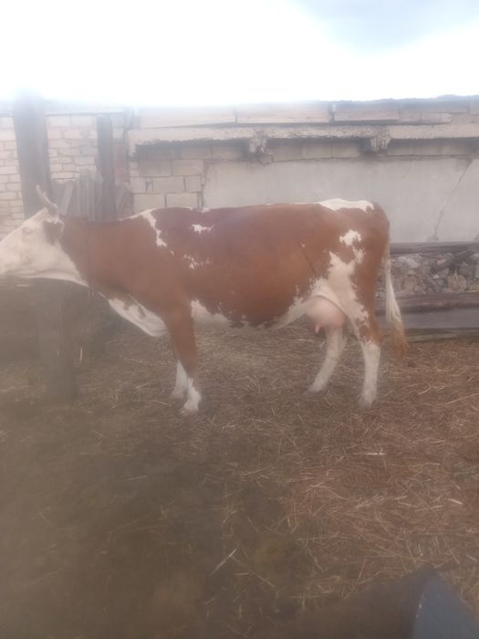 Продам молочную корову