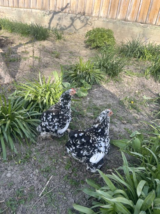 Gaini cochinchina pitic