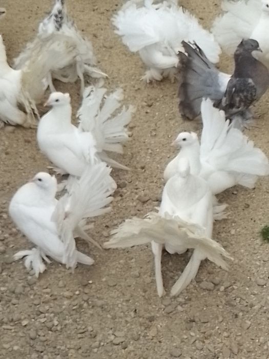 Porumbei voltați indieni