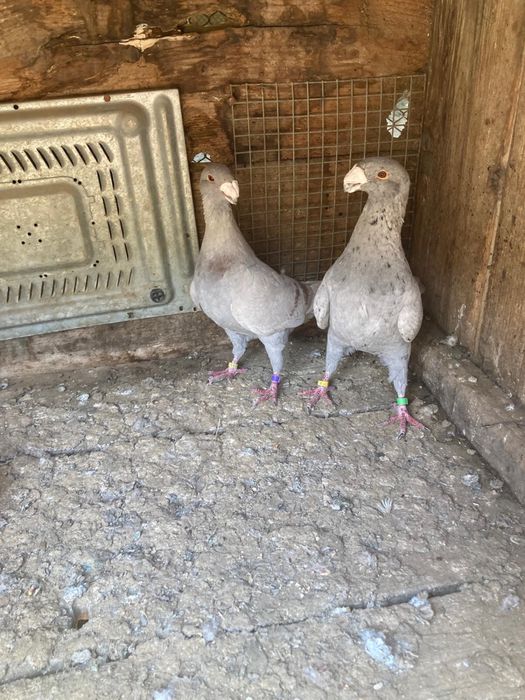 Vand porumbei rasa voiajori germani de frumusete