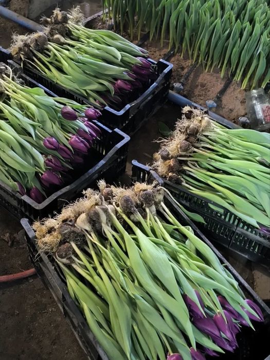 Бронь тюльпанов Алматы