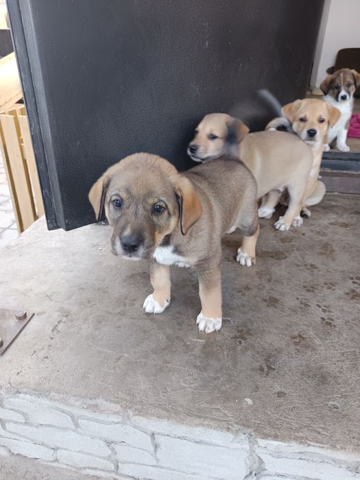 Отдам щенков в хорошие руки