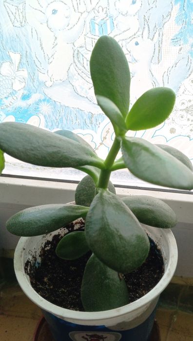 Продам толстянку ( живое дерево)