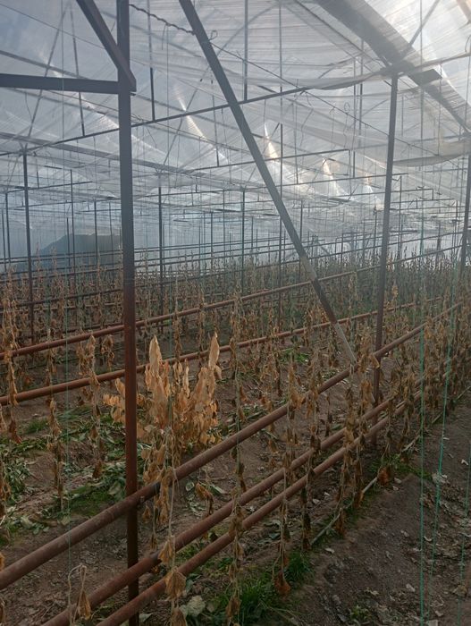 Теплица 7 соток.