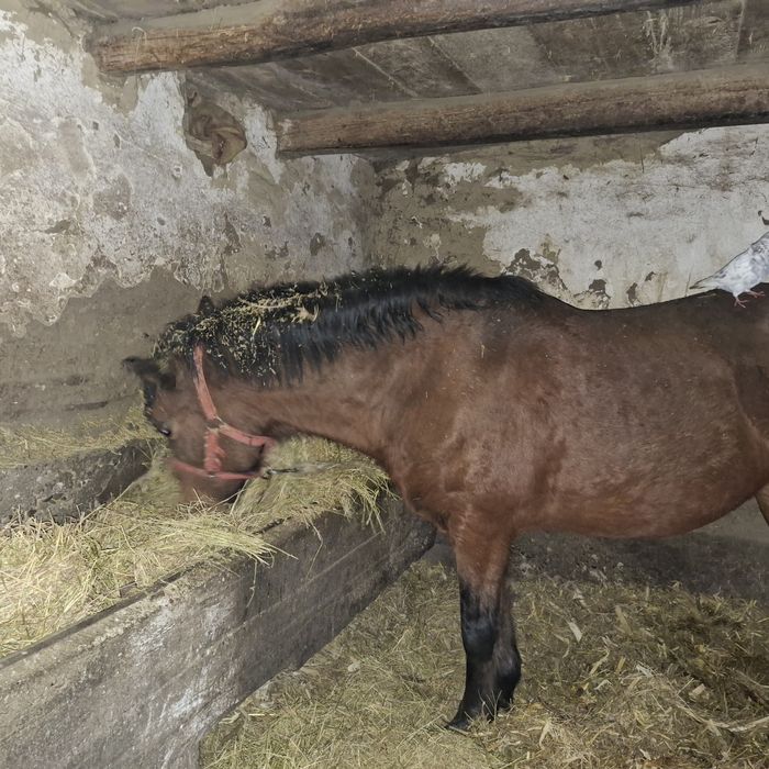 Iapa de vanzare ,Macea Arad