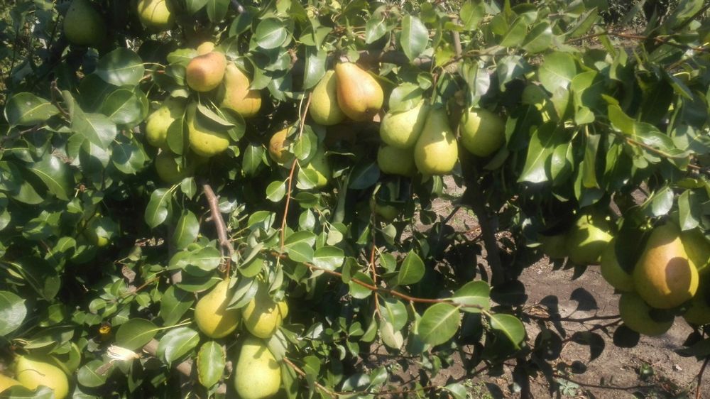 Дава се под наем Земеделски имот в Балчик -  кв.м за 51 € - Снимка #9