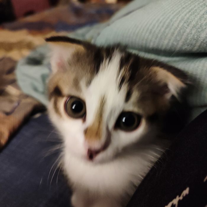 Котёнок в добрую семью