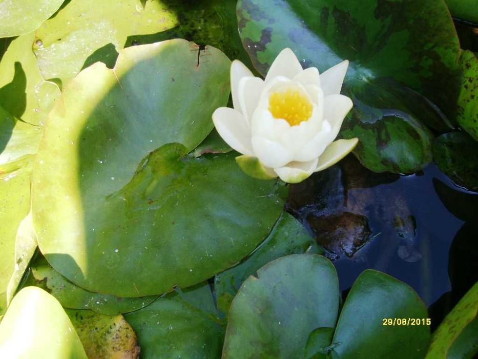 Водни лилии-климатизирани за планински климат