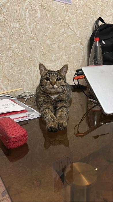 Животное кошка чистая стерилизована