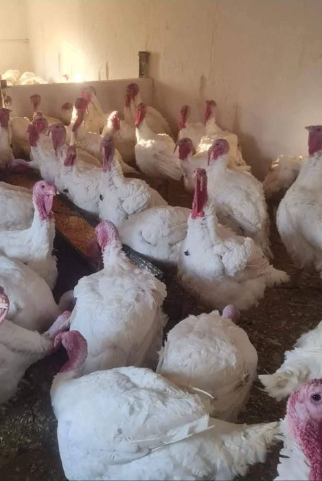 Curcani crescuti natural