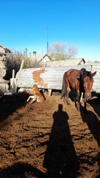 Продам лошадей (кабыла, тай)