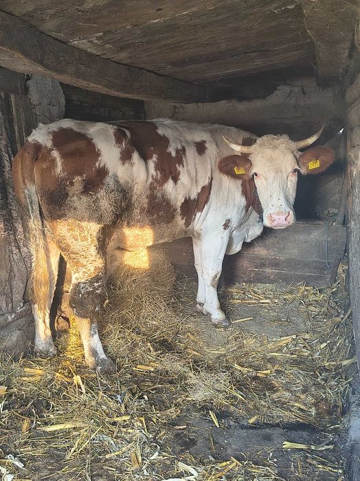 Vaca de vânzare