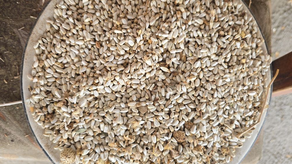 Сафлор , мақсар сатылады