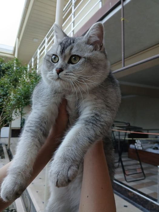 Шикарный британский кот  silver tabby  для вязки  Самарканд