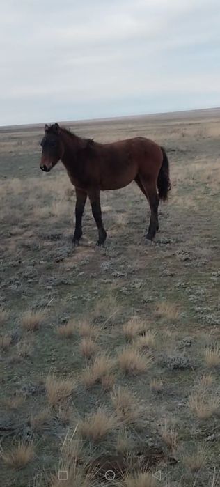 Жабагы ургашы 5 бас бар