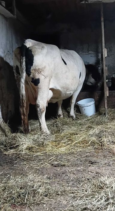 Корова с 3 отёлом Продам