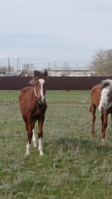 1 жастағы еркек тай