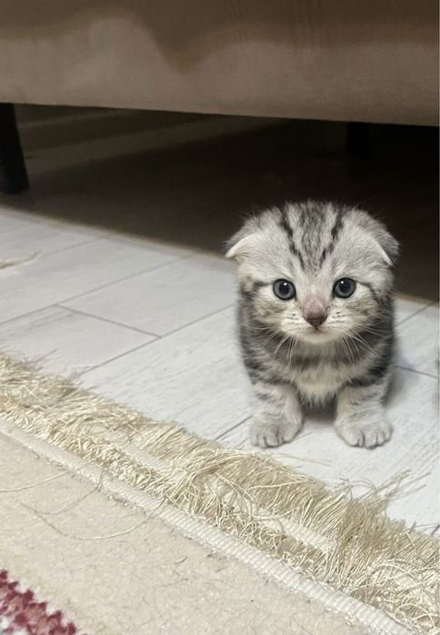 Продается котёнок