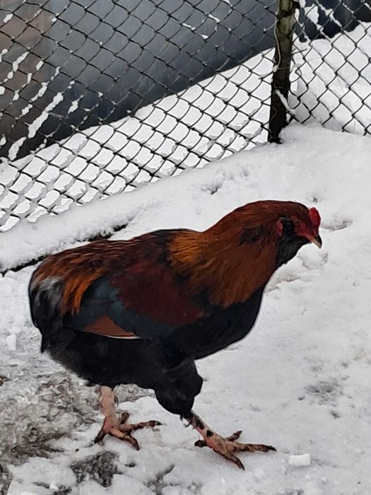 Vând cocoși Araucana 2025.